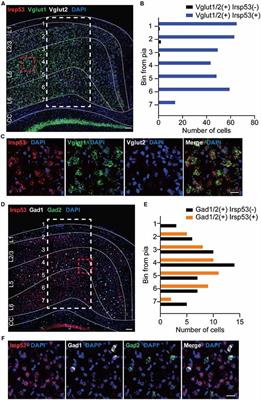 IRSp53 Deletion in Glutamatergic and GABAergic Neurons and in Male and Female Mice Leads to Distinct Electrophysiological and Behavioral Phenotypes